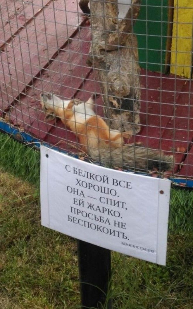 29 уморительных объявлений