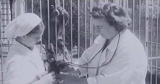 hybrid man and monkey