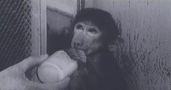 hybrid man and monkey