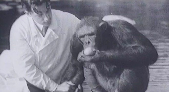 hybrid man and monkey