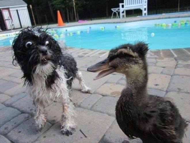 ÐаÑÑинки по запÑоÑÑ dog scared of duck