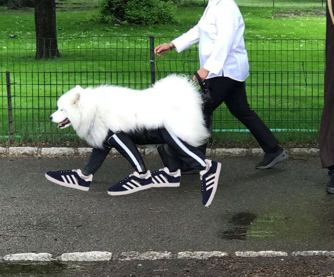 ÐаÑÑинки по запÑоÑÑ Ð¡Ð¾Ð±Ð°ÐºÐ°