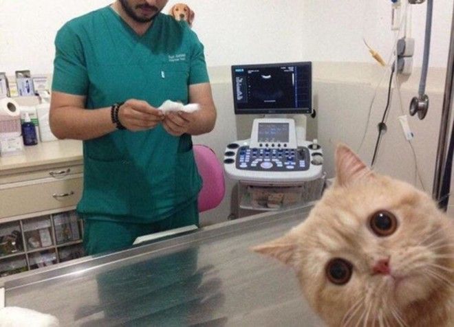 ÐаÑÑинки по запÑоÑÑ domestic short-haired cat