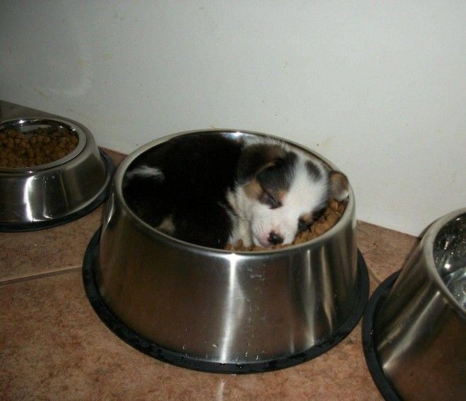 ÐаÑÑинки по запÑоÑÑ Ð©ÐµÐ½Ð¾Ðº