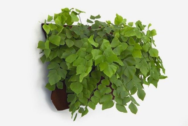 8 технологичных способов выращивать еду дома. Изображение № 3.