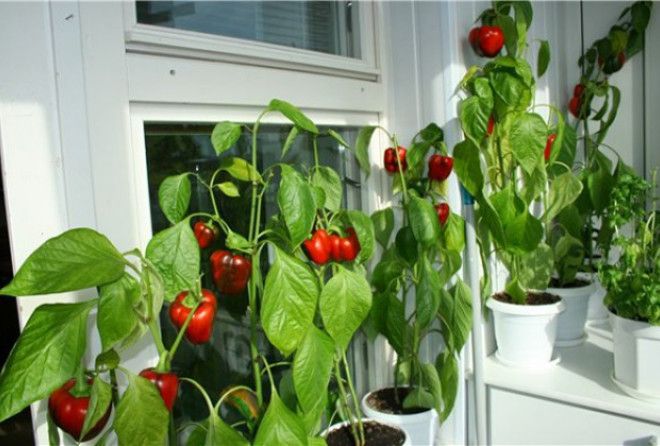 Натуральное хозяйство в условиях квартиры