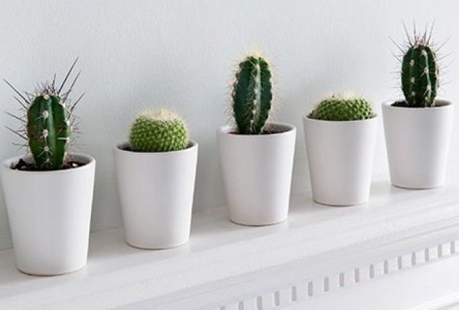 Можно ли держать это растение дома и куда его ставить.