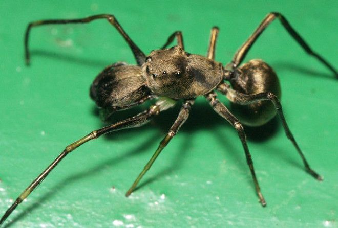 Самки прыгающего паука кормят свое потомство самым настоящим молоком